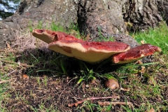 Beefsteak