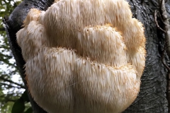 Hericium