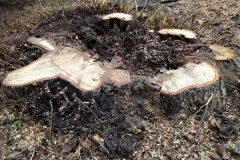 Lime-stump-Kretschmaria