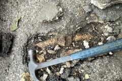 Root-damage-investigation-2