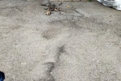 Root-damage-investigation