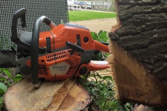 Chainsaw-felled-380mm