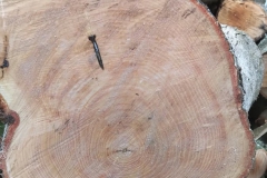 Nail-in-tree