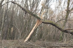 Natural-barberchair2