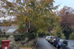 Beech-crown-lift-before