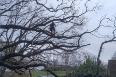 Branch-walk