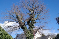 Oak-reduction-after