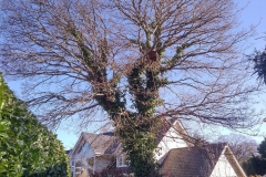 Oak-reduction