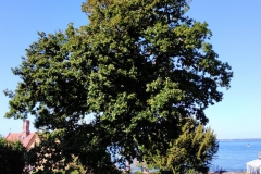 Oak-side-prune-after