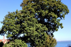 Oak-side-prune-before