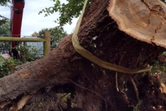 Oak-stump