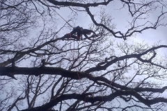 Pruning