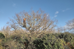 Small-oak-reduction-after
