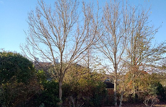 Tree work on Isle of Wight