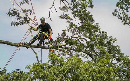 Tree reports on Isle of Wight