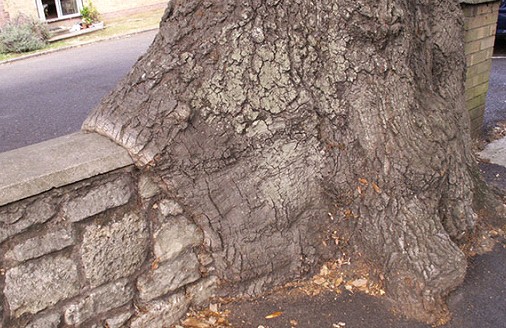 Tree work on Isle of Wight
