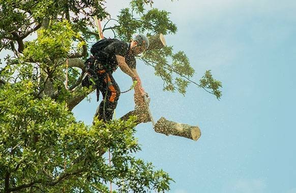 Professional tree surgery work carried out by ARB Advice on the Isle of Wight