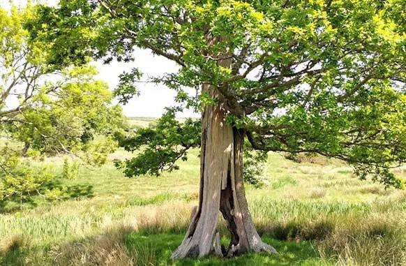 Arb Advice arboriculturist carrying out tree work on the Isle of Wight
